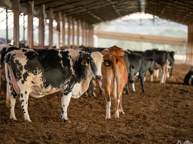 CNA debate ações para mitigação de gases pela pecuária de leite