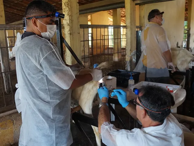 Técnica de inseminação favoreceu o melhoramento genético de caprinos no Nordeste