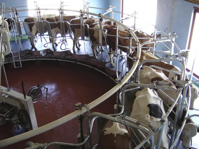 Transição para o confinamento demanda planejamento financeiro e metas de produtividade
