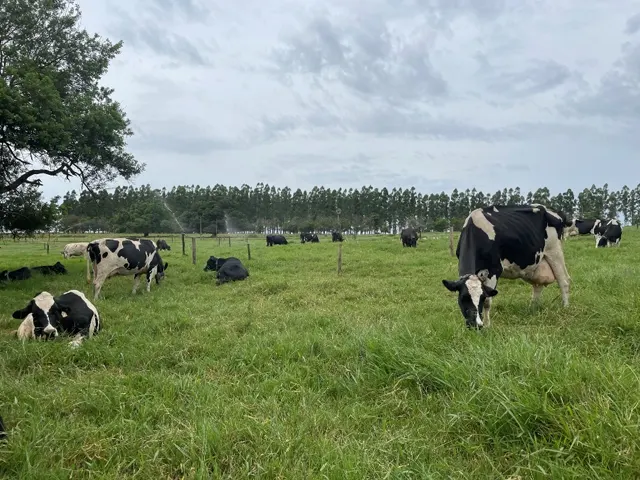Fazendas de leite a pasto bem manejadas superam sistemas intensivos em produtividade hídrica