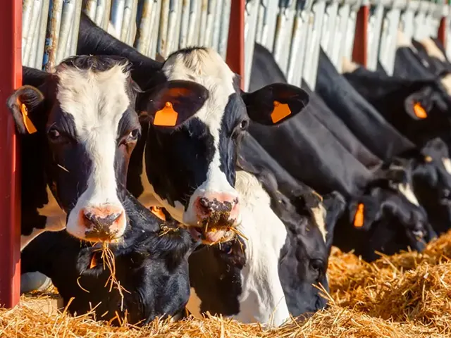 Surto de mastite clínica pode ser muito prejudicial para seu negócio