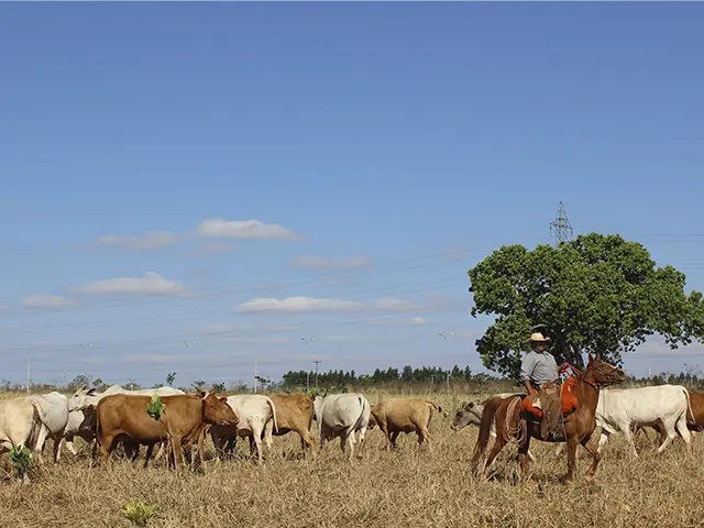 Manejo nutricional estratégico reduz perdas na seca