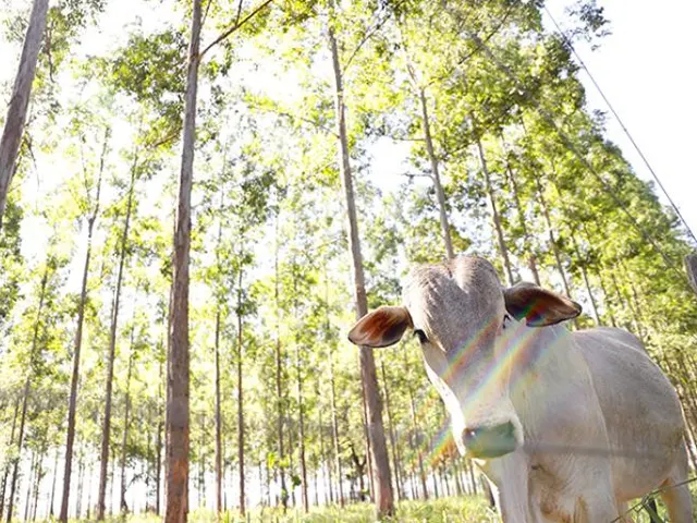 MS é o maior estado em área de sistemas integrados de produção na agropecuária
