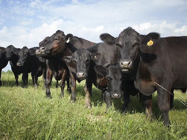 Babesiose bovina causa prejuízo à saúde do gado e nas finanças da propriedade