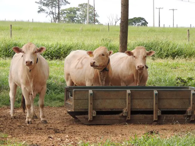 Fórum Paulista atualiza mercado sobre retirada da vacina de aftosa no Estado