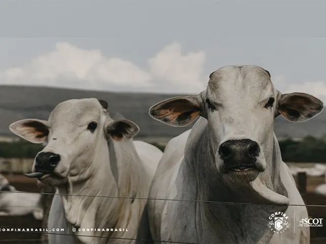 Pecuaristas de Rondônia investem em estrutura e alimentação para bovinos