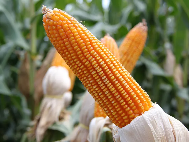 Isenção de ICMS do milho beneficiará mais de 85 mil produtores cearenses