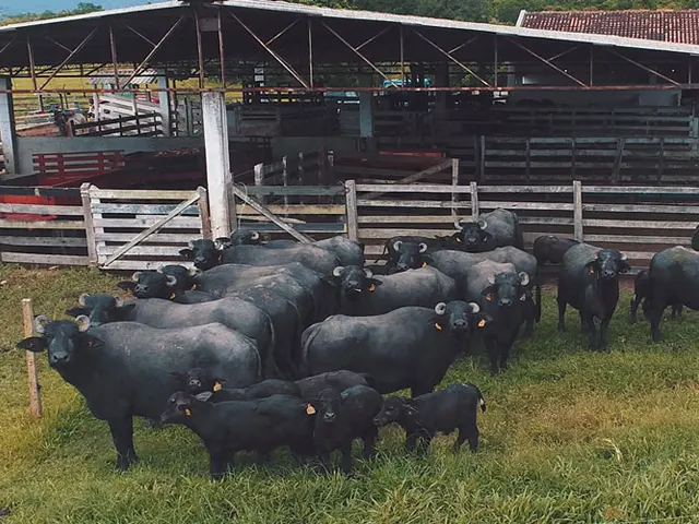 Paraná ensaia retomada da produção de búfalos