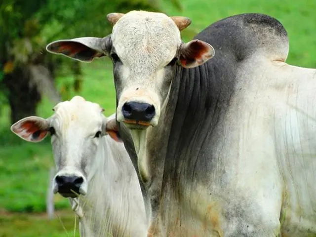 Bovinocultura de corte pode aumentar em 31% margem bruta da atividade