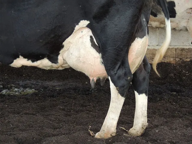 Produção de leite mantém bons níveis no RS