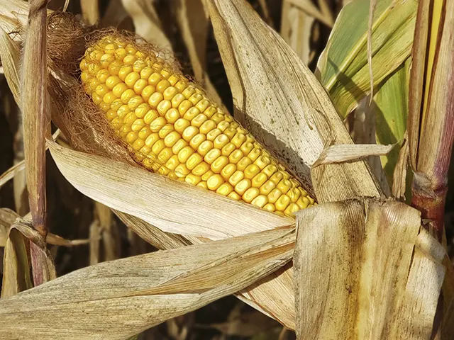 Milho: Demanda externa aquecida sustenta cotações no BR