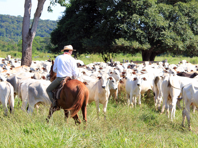 Aumento da temperatura e início das chuvas potencializa infestações de mosca-dos-chifres