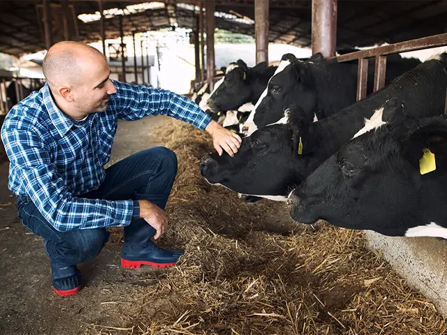 Bom manejo da ordenha: entenda como alavancar seus índices produtivos