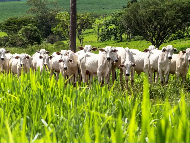 Cinco estados lideram aplicação de recursos para ações de sustentabilidade