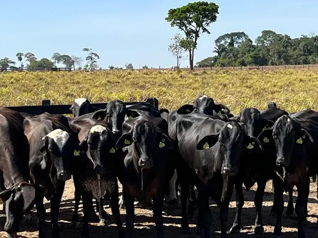 Governo de MT entrega novilhas prenhas de raça leiteira para agricultura familiar