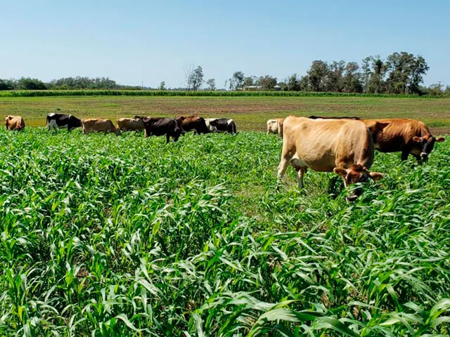 Chuvas beneficia o rebrote e o desenvolvimento das pastagens no RS