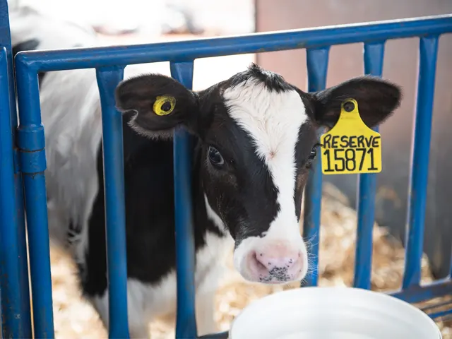 Acerto na nutrição das vacas leiteiras é essencial para ter bezerras saudáveis