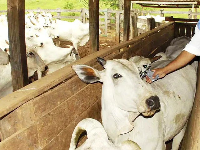 Campanha de vacinação contra aftosa e raiva entra na reta final