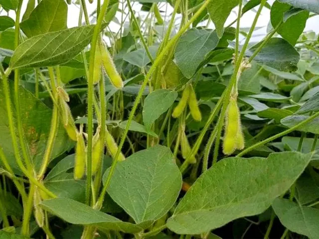 Agrodefesa alerta para o prazo final de semeadura da soja em Goiás