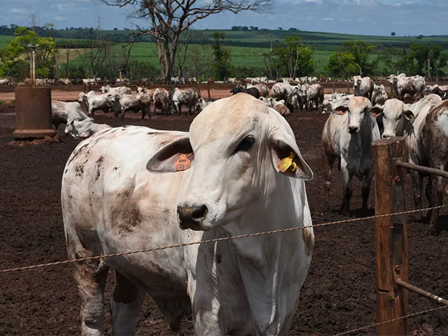 Inflamações afetam desempenho de bovinos e comprometem a rentabilidade da pecuária