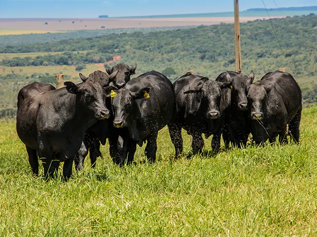 O período das águas chegou e os ectoparasitas têm o ambiente ideal para proliferação