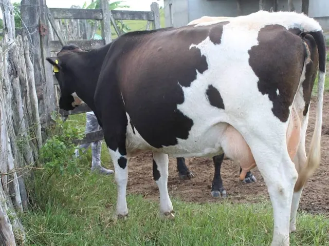 Produção de leite e ovos apresentam crescimento em Sergipe