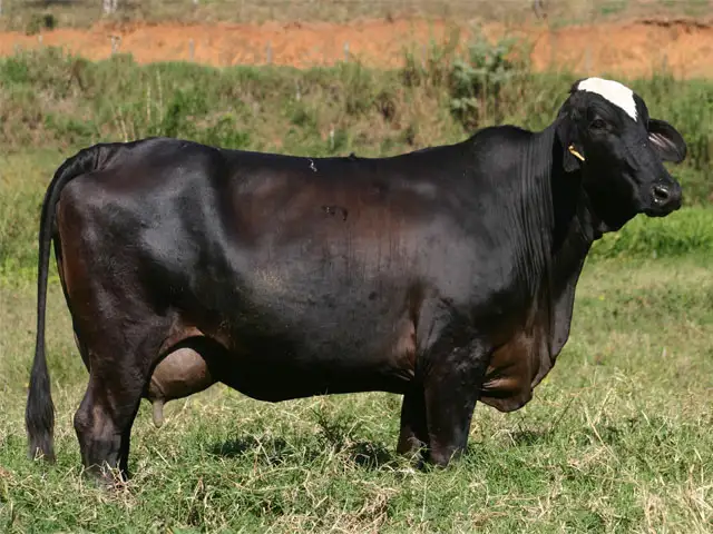 Programa de melhoramento genético vai elevar produção de carne e leite no DF