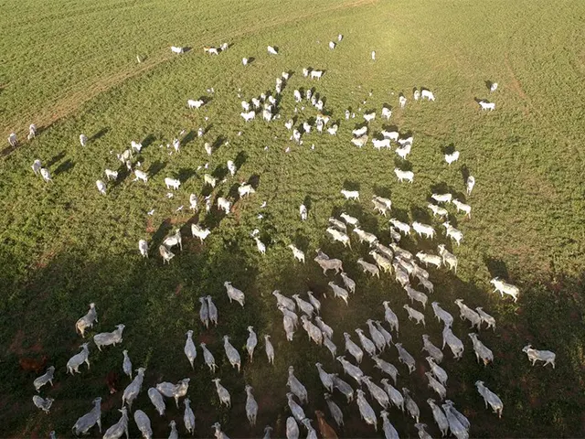 Mapa receberá contribuições da sociedade sobre rastreabilidade na cadeia produtiva de carnes de bovinos e de búfalos