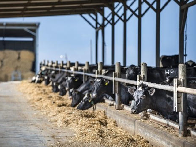 Síndrome do intestino hemorrágico prejudica vacas leiteiras e pode levá-las à morte