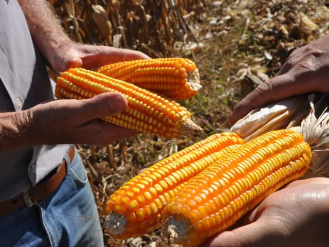Conhecimento sobre produção de sementes agroecológicas é compartilhado em Goiás