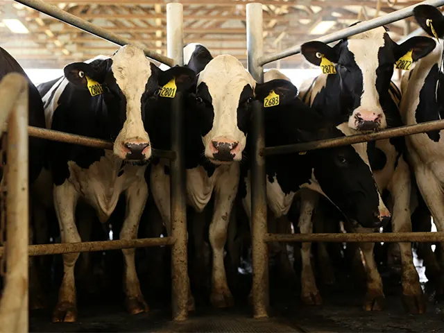 Estresse térmico afeta vacas leiteiras reduzindo produtividade e longevidade