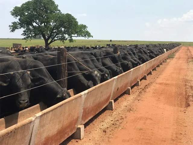 Estresse térmico afeta o bem-estar dos bovinos de corte e compromete o ganho de peso