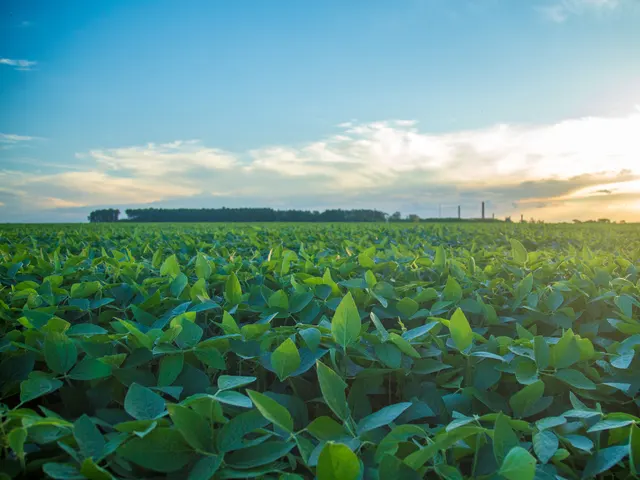 Valor da Produção Agropecuária previsto para 2023 tem o melhor resultado em 34 anos
