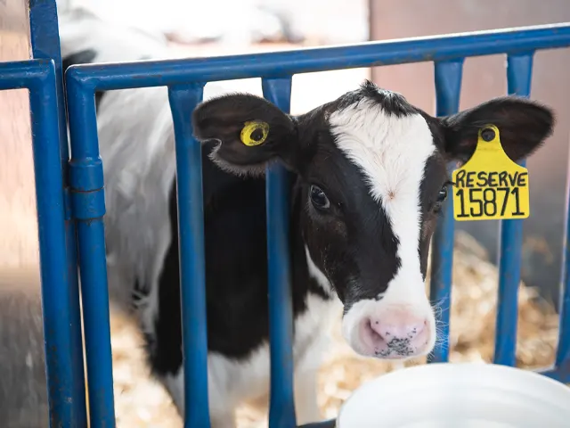 Acerto na nutrição das vacas leiteiras é essencial para ter bezerras saudáveis