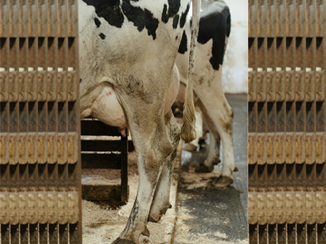 Mastite pode dar prejuízo de até R$ 1.000,00 por vaca aos produtores de leite