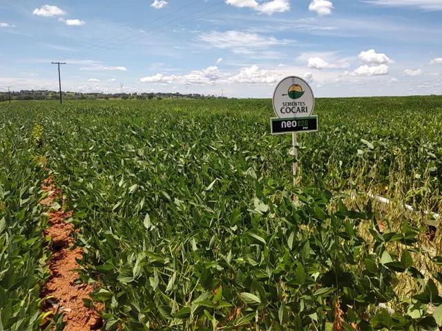 Embrapa Milho e Sorgo atua no desenvolvimento das cadeias de produção de grãos e proteína animal em MG