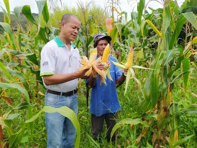 Produtores mineiros apostam no cultivo do milho de segunda safra