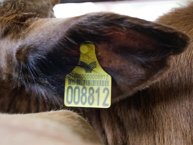 Rastreabilidade bovina contribui para agregar valor à carne brasileira