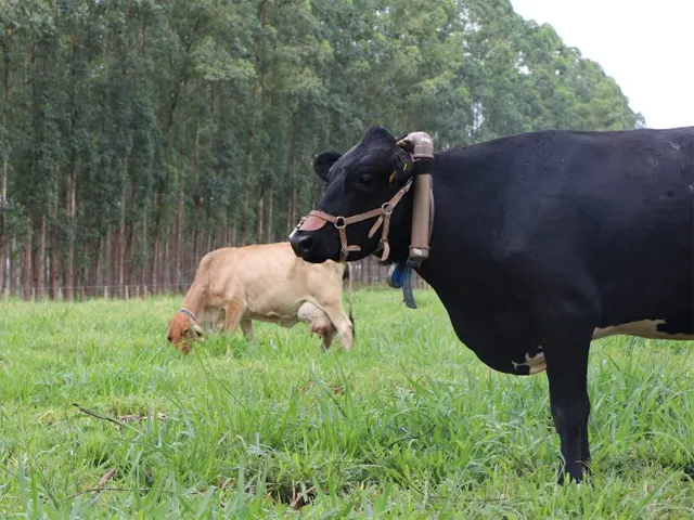 Pesquisa começa a medir a emissão de metano por bovinos em Mato Grosso