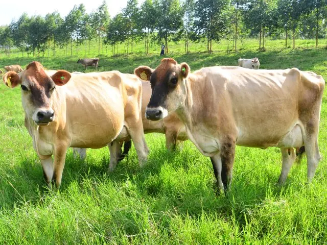 Ferramenta da Epagri/Ciram mede o nível do estresse térmico do gado de leite