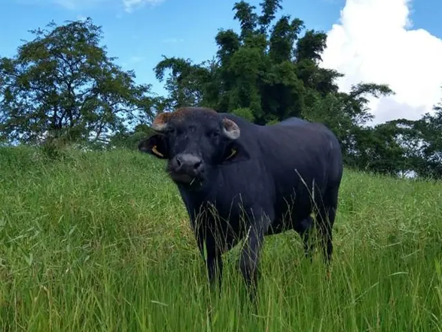 IZ realizará curso de inseminação artificial de bubalinos