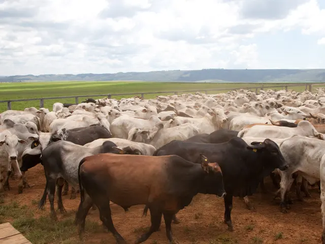 Proibição do armazenamento, comercialização e uso de vacina contra a febre aftosa