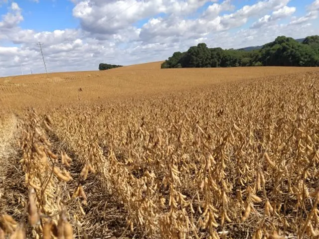 Colheita de soja ultrapassa a metade da área de cultivo e perdas na produtividade permanecem no RS