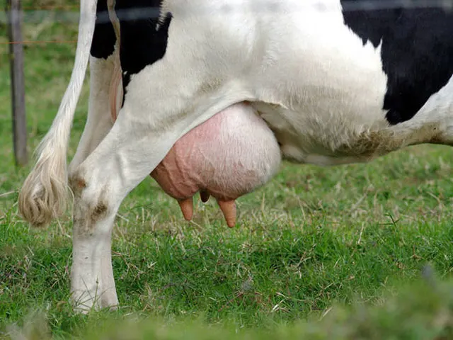 Custo da pecuária leiteira cai 0,6% no primeiro trimestre de 2023
