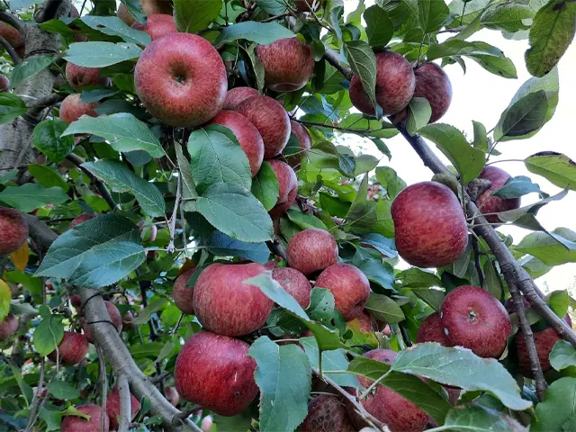 Nove anos sem Cydia pomonella em SC