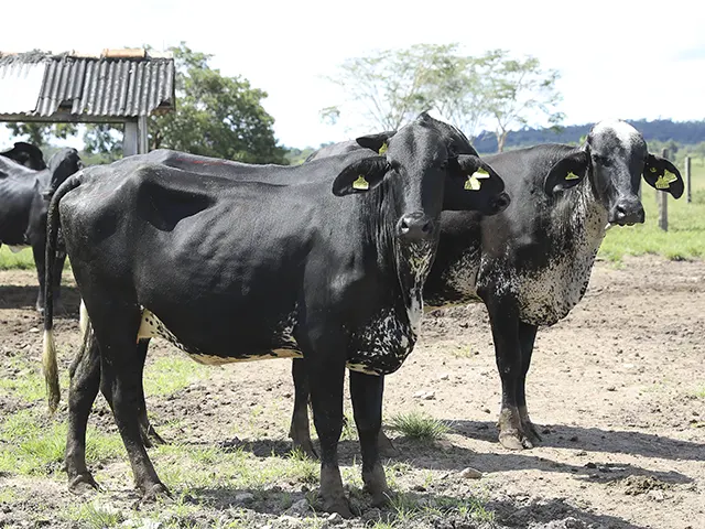 Governo de MT abre inscrições para programa de melhoramento genético do rebanho leiteiro