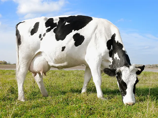 Eficácia no tratamento da mastite bovina pode salvar a lucratividade do produtor de leite
