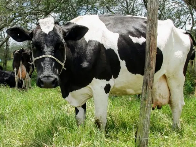 Produtores confirmam o bom momento da produção de leite em Sergipe