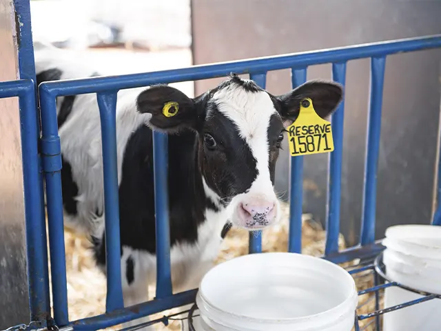 Manejo inicial de bezerras é essencial para o sucesso na pecuária leiteira