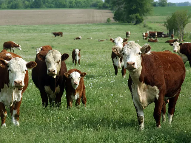 Pecuaristas gaúchos têm nova solução para combater os carrapatos
